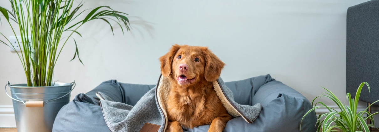 Dierenarts aan huis